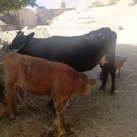 گاو و گوساله|حیوانات مزرعه|خرم‌آباد, |دیوار