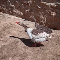 2 عدد غاز