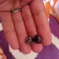 مهره قدیمی اصل|کلکسیون اشیاء عتیقه|دوگنبدان, |دیوار