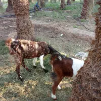 گوسفند رشتی|حیوانات مزرعه|نگین کویر, |دیوار