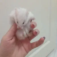 همستر سفید و زبل