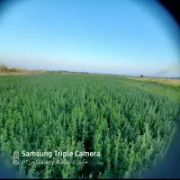 بیده به صورت قالبی تراکتوری