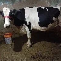گاو و گوساله
