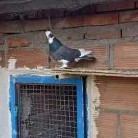 کبوترهای پرشی