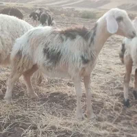 فروش بره قوچ کله سفید