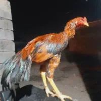 خروس لل