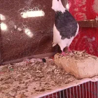 ماده فولادی|پرنده|بیستون, |دیوار