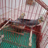 عروس هلندی معاوضه با قناری