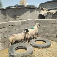 دو عدد میش