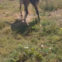 اسب مادیون کرد