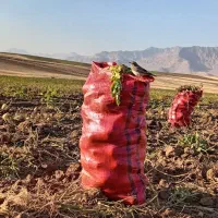 سیب زمینی تازه