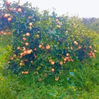 سرایدار هستم وباغبانی به طور کامل بلدم|خدمات باغبانی و درختکاری|چالوس, |دیوار