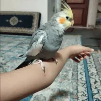 عروس هلندی خیلی دستی|پرنده|قم, باغ شازده|دیوار