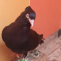 زاغ