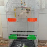 قفس پرنده