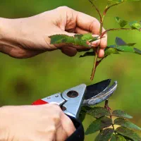 هرس کاری درختان میوه