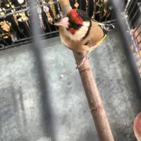 سهره درجه یک به شرط (کوار)|پرنده|شیراز, فرودگاه شهید دستغیب شیراز|دیوار