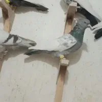 سوسنی سینه دمبی هوایی