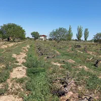 فروش باغ انگور سنددار تاکستان