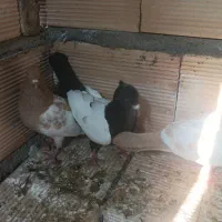 کبوتر رنگه|پرنده|مشهد, دانشجو|دیوار