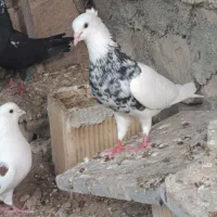 کبوتر طوقی