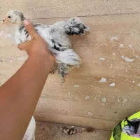 تک خروس برهما