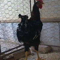 جوجه خروس جوان بلک استار