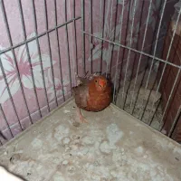 فنچ فول اورنج هاف اورنج پرنده خانگی|پرنده|بوشهر, |دیوار