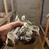 جوجه مرغ و خروس زینتی پولک منظم|حیوانات مزرعه|رشت, شهرک قدس|دیوار