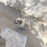 اشپیتز|سگ|مسجد سلیمان, |دیوار