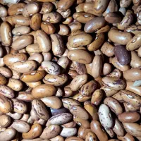 حبوبات به قیمت عمده|خوردنی و آشامیدنی|بومهن, |دیوار