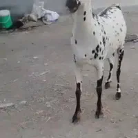 صلاله گلتوپی