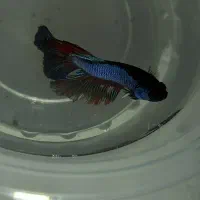 ماهی فایتر و گوپی