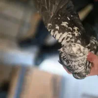 کفتر|پرنده|تهران, امام زاده عبدالله|دیوار