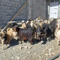 بز داشتی|حیوانات مزرعه|کامیاران, |دیوار