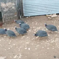 فروش مرغ شاخدار