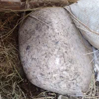 تفاله ی چغندر