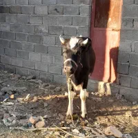 یک عددگاو اصیل