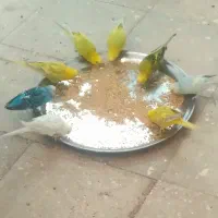 جفت مرغ عشق با جوجه