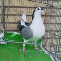 کبوتر بدرنگ|پرنده|اصفهان, شهرک کاوه|دیوار
