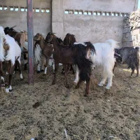 بز و کهره و کولار
