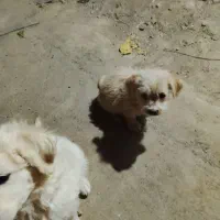 دو عدد توله شیتزو|سگ|سبزوار, شرق کال میانی|دیوار