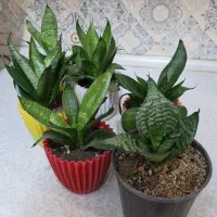 گل سانسوریا