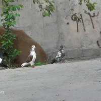 ۴ عدد کفتر خوب به فروش می‌رسد