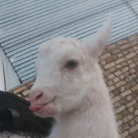 بز غاله