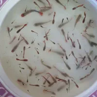ماهی گوپی