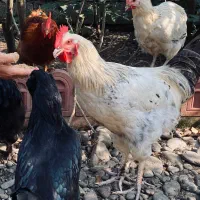 خروس سفید محلی گوشتی عالی