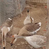 قوغاز و غاز