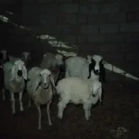 گوسفنداصیل زابل