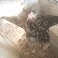 تخم مرغ گلین|حیوانات مزرعه|دزفول, |دیوار